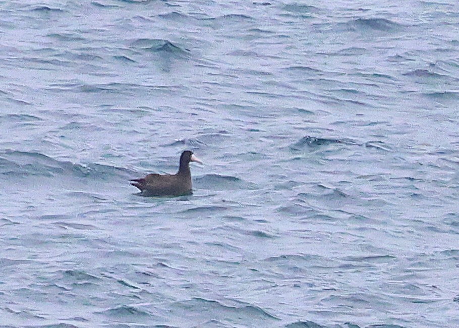 Short-tailed Albatross