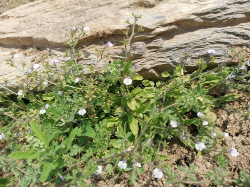 Asian mazus