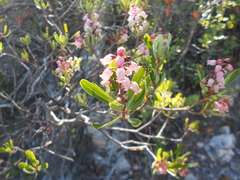 Comarostaphylis polifolia