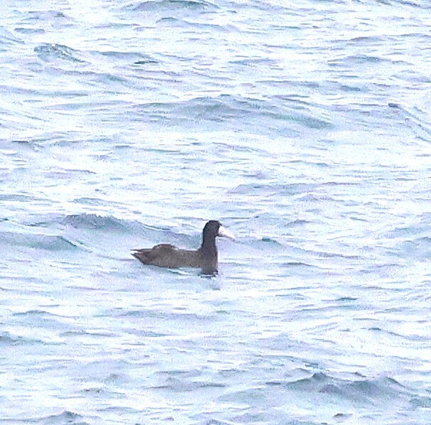 Short-tailed Albatross