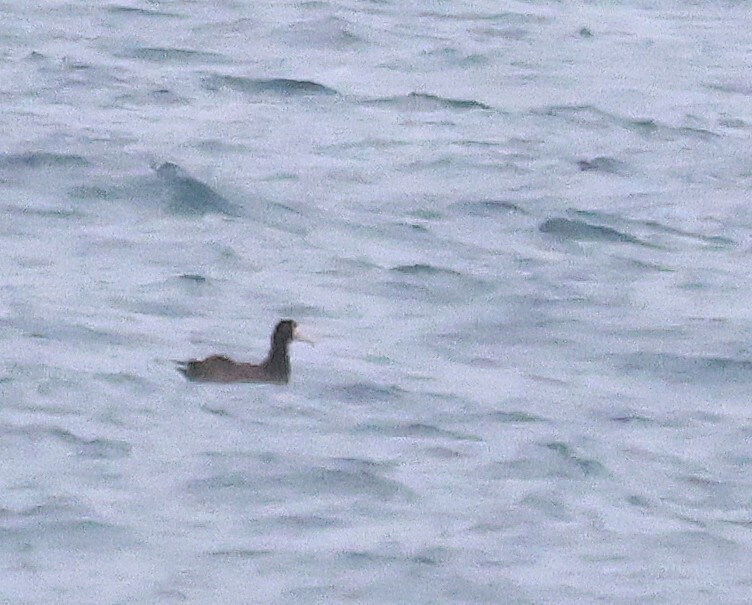 Short-tailed Albatross