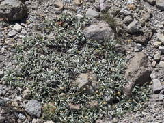 Raillardella argentea