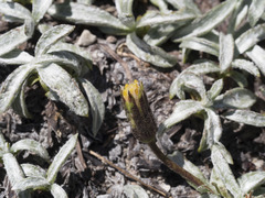 Raillardella argentea