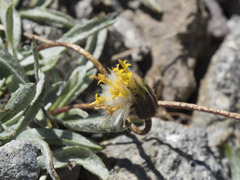 Raillardella argentea