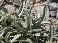 Raillardella argentea