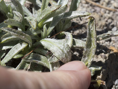 Raillardella argentea