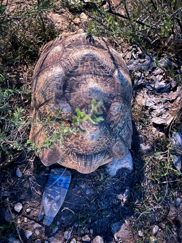 Leopard Tortoise