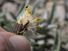 Raillardella argentea