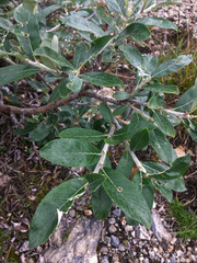 Salix alaxensis