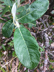 Salix alaxensis