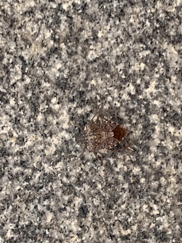 Brown Marmorated Stink Bug