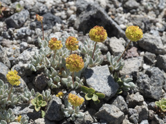 Eriogonum rosense