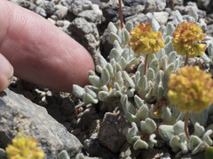 Eriogonum rosense