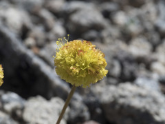 Eriogonum rosense