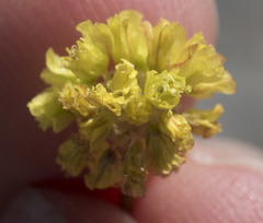 Eriogonum rosense