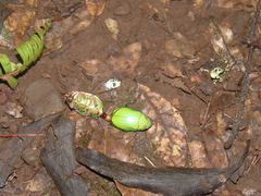 Chrysina sallaei