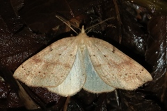 Thallophaga hyperborea