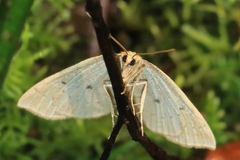 Thallophaga hyperborea