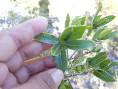 Quercus galeanensis