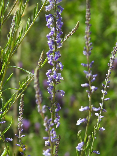 Lilac snapdragon (Anarrhinum bellidifolium)