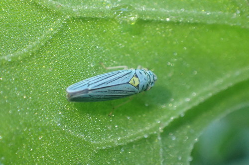 Blue-green Sharpshooter