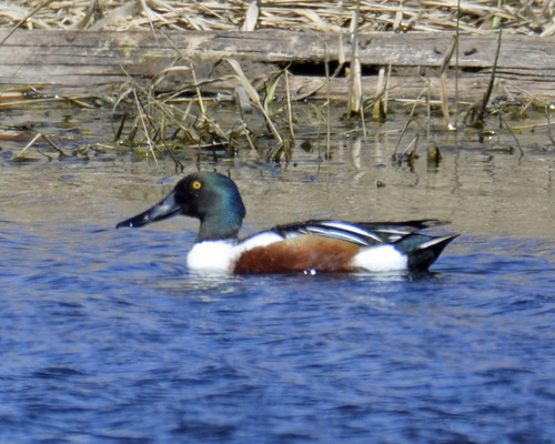 Northern Shoveler