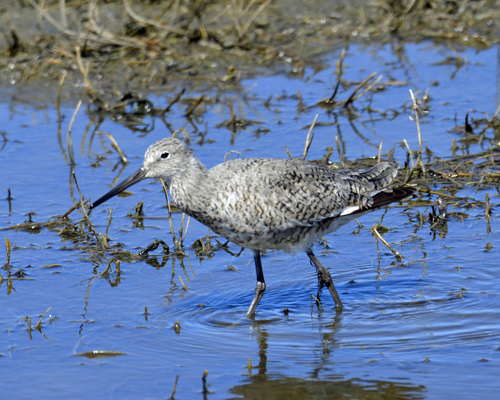 Willet
