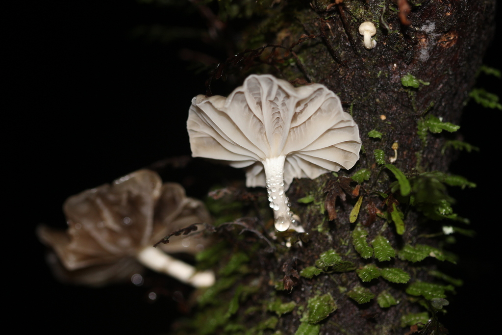 Marasmiellus candidus · April 2025 · photo: © joedillon (iNaturalist, cc-by)