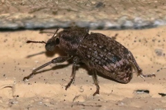 Dyslobus granicollis