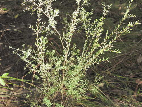 Image of Melaleuca thymifolia by (c) Scott W. Gavins, some rights reserved (CC BY)