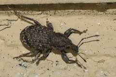 Dyslobus granicollis