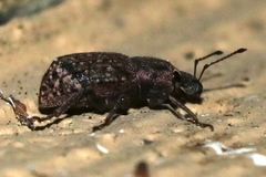 Dyslobus granicollis