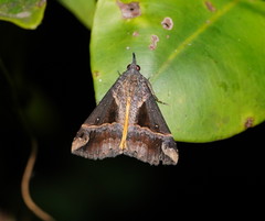 Dichromia quinqualis