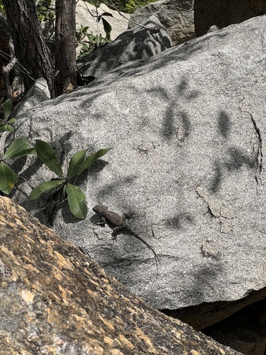 Kirk's Rock Agama