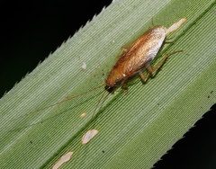Megamareta phaneropyga