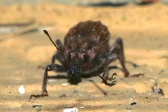 Dyslobus granicollis