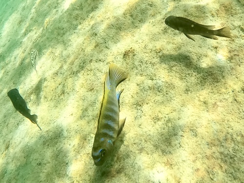 Tropheops biriwira