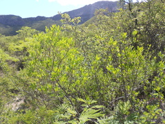 Fraxinus greggii