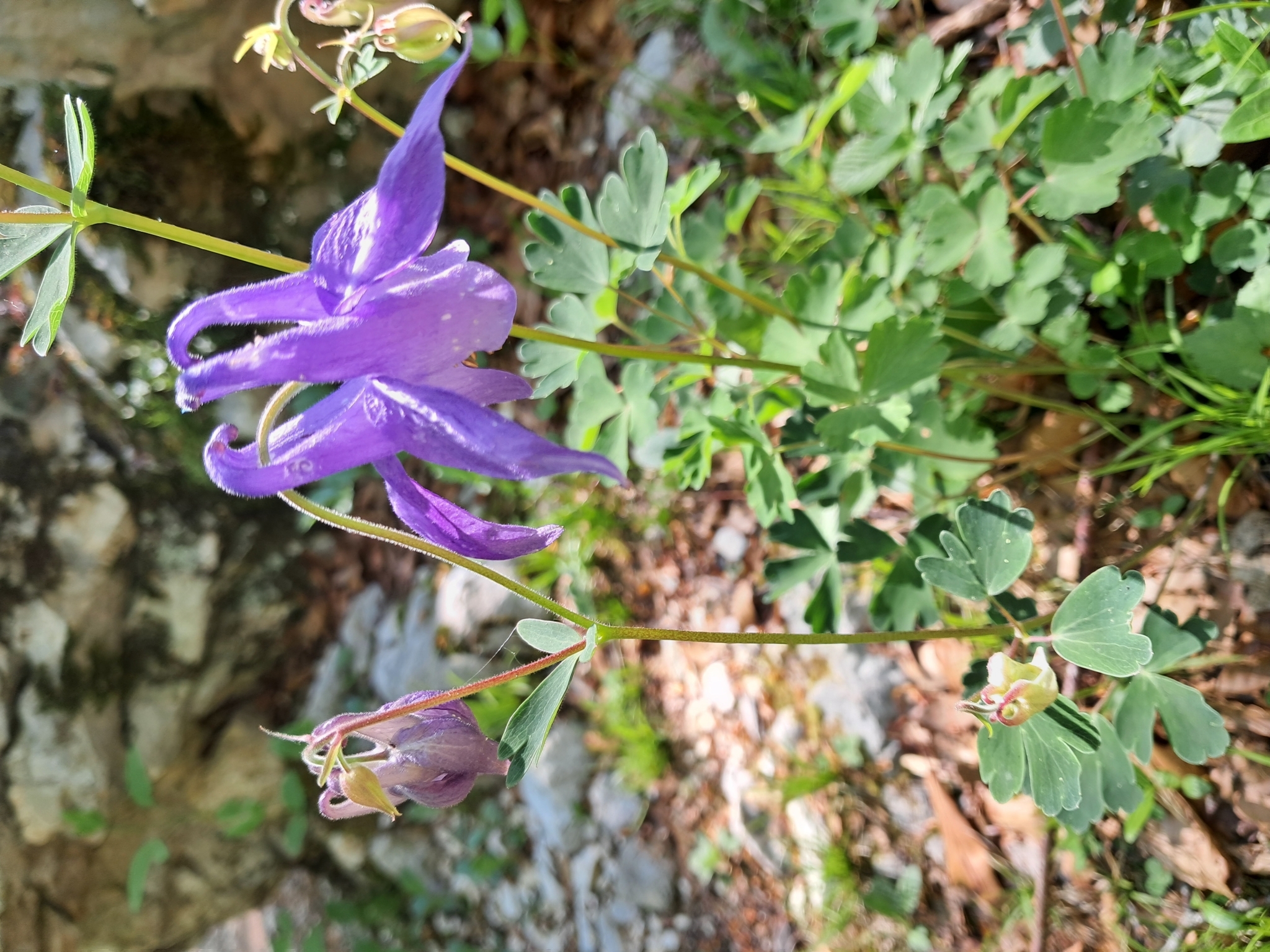 Bulgarian Columbine (Aquilegia nigricans)