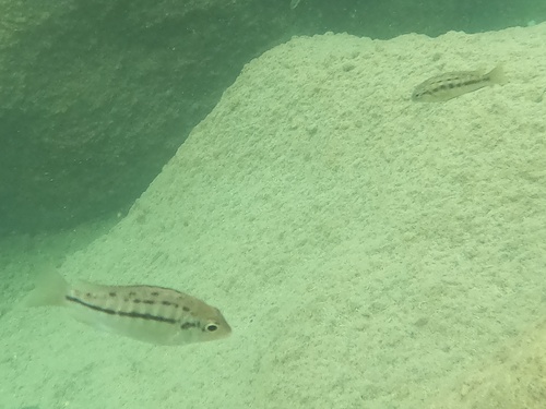 Protomelas taeniolatus