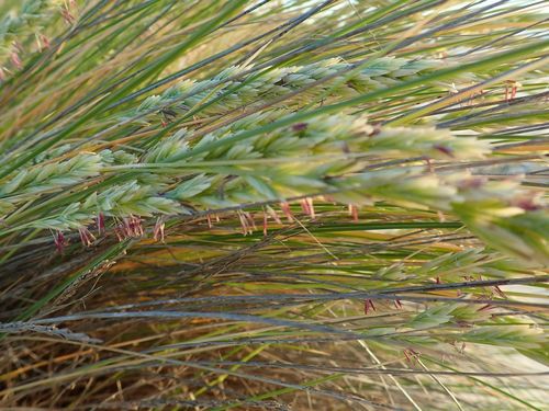 Image of Poa billardierei by (c) coenobita, some rights reserved (CC BY)