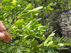 Fraxinus greggii