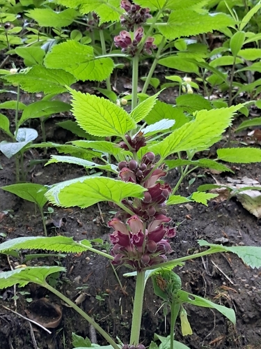 Image of Lamium orvala by (c) Adam Śliż, some rights reserved (CC BY)