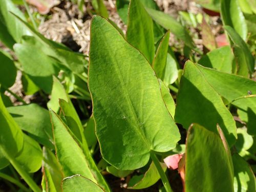Image of Erect Marsh Flower (Liparophyllum exaltatum) by (c) coenobita, some rights reserved (CC BY)