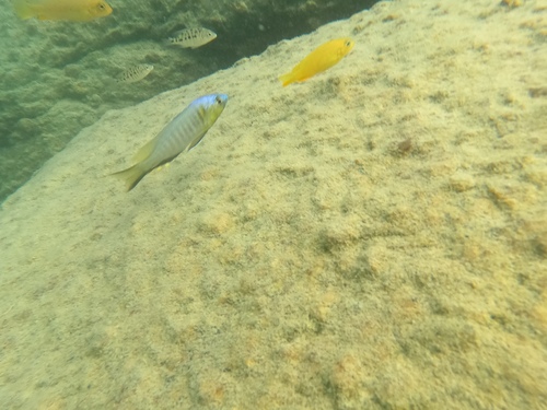 Mchenga conophoros