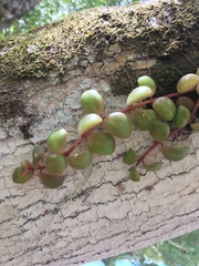 Codonanthopsis