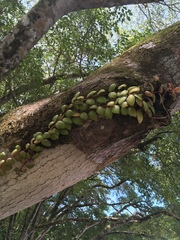 Codonanthopsis
