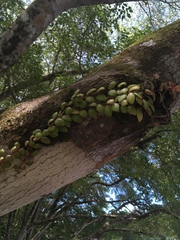 Codonanthopsis