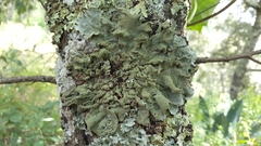 Parmotrema subtinctorium