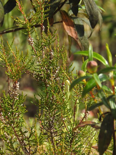 Calluna vulgaris